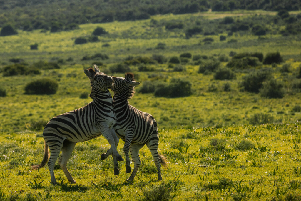 Le Cap, puis Shamwari : l'itinéraire City & Safari de Kerzner 83 Shamwari Private Game Reserve High Res 032026 0360